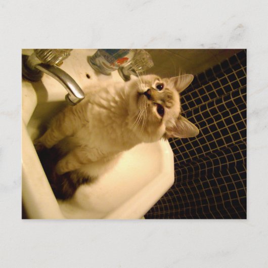 サイアムミックスkitten ポストカード (正面)