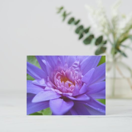 サイアム王 ポストカード (スタンド正面)