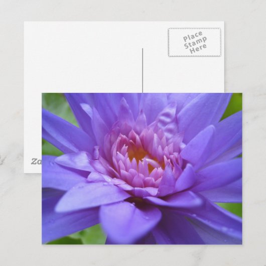 サイアム王 ポストカード (正面/裏面)