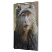 サイクスモンキーまたはブルーモンキー Cercopithecus mitis クリップボード (左)