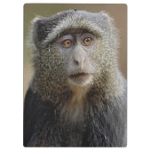 サイクスモンキーまたはブルーモンキー Cercopithecus mitis クリップボード (裏面)