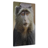 サイクスモンキーまたはブルーモンキー Cercopithecus mitis クリップボード (右)