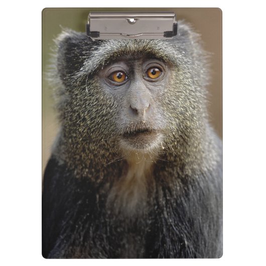 サイクスモンキーまたはブルーモンキー Cercopithecus mitis クリップボード (正面)