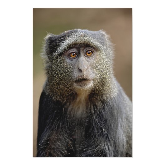 サイクスモンキーまたはブルーモンキー Cercopithecus mitis フォトプリント (正面)