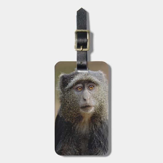 サイクスモンキーまたはブルーモンキー、 Cercopithecus mitis ラゲッジタグ (正面縦)