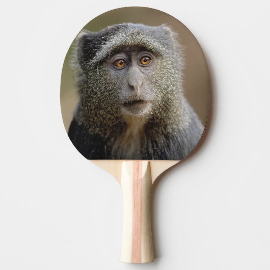 サイクスモンキーまたはブルーモンキー、 Cercopithecus mitis, 卓球ラケット (正面)