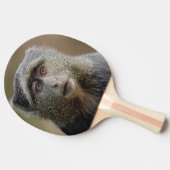 サイクスモンキーまたはブルーモンキー、 Cercopithecus mitis, 卓球ラケット (横)