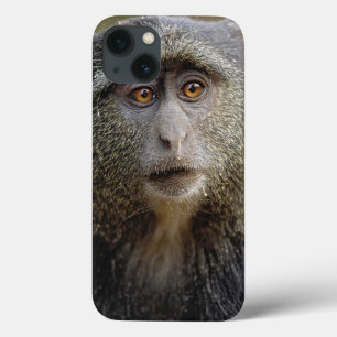 サイクスモンキーまたはブルーモンキー、 Cercopithecus mitis, iPhone 13ケース
