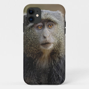 サイクスモンキーまたはブルーモンキー Cercopithecus mitis iPhone 11 ケース