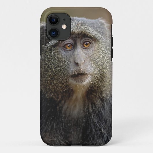 サイクスモンキーまたはブルーモンキー Cercopithecus mitis Case-Mate iPhoneケース (裏面)