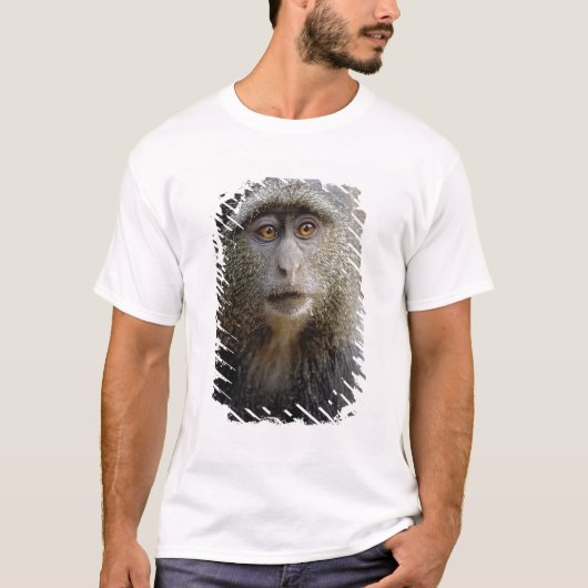 サイクスモンキーまたはブルーモンキー Cercopithecus mitis Tシャツ (正面)