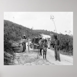 サイザルアサを、ナッサウ集めることのBahama島、c1900 ポスター