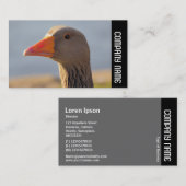 サイドバンド – 好奇心グレイラググース 名刺 (正面/裏面)