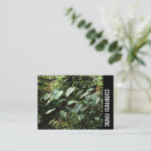 サイドバンド – 植物園 名刺 (スタンド正面)