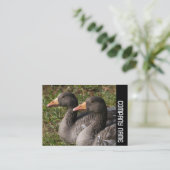 サイドバンド – Greylag Geese 名刺 (スタンド正面)