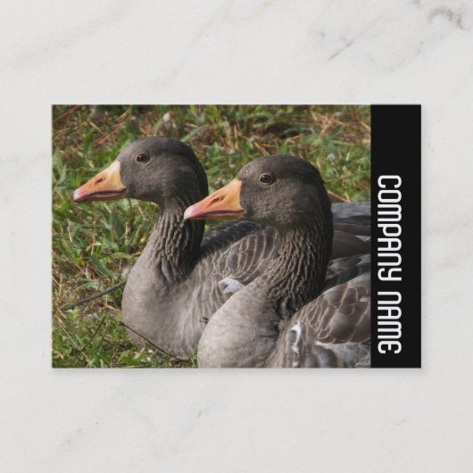 サイドバンド – Greylag Geese 名刺 (正面)