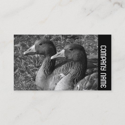 サイドバンド – Greylag Geese B&W 名刺 (正面)
