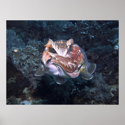 サイフォン閃光 ポスター (正面)