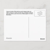 サイプレスガーデンズフロリダガールズウォータースキーポストカード ポストカード (裏面)