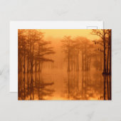 サイプレスツリーズジョージスミス州パーク ポストカード (正面/裏面)