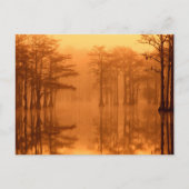 サイプレスツリーズジョージスミス州パーク ポストカード (正面)