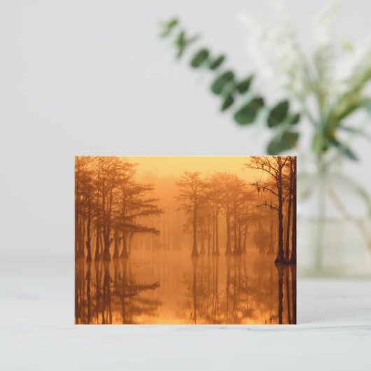 サイプレスツリーズジョージスミス州パーク ポストカード (スタンド正面)