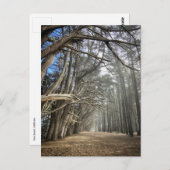 サイプレスツリートンネル(カリフォルニア州) ポストカード (正面/裏面)