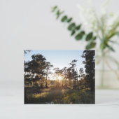 サイプレス湖 ポストカード (スタンド正面)