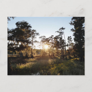 サイプレス湖 ポストカード