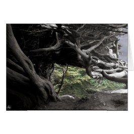 サイプレス骨格 – カード