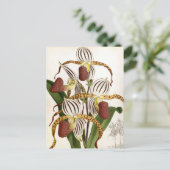 サイプレピジウムストネイヴィンテージリンデニアオーキッド シーズンポストカード (スタンド正面)