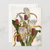 サイプレピジウムストネイヴィンテージリンデニアオーキッド シーズンポストカード (正面/裏面)