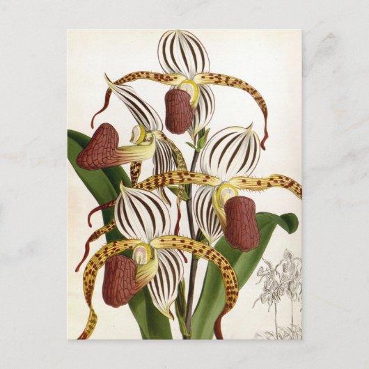 サイプレピジウムストネイヴィンテージリンデニアオーキッド シーズンポストカード (正面)