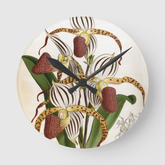 サイプレピジウムストネイヴィンテージリンデニアオーキッド ラウンド壁時計 (正面)