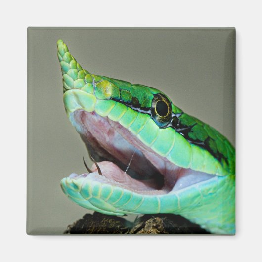 サイヘビ マグネット (正面)