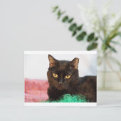 サイモン ポストカード (スタンド正面)