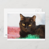 サイモン ポストカード (正面/裏面)