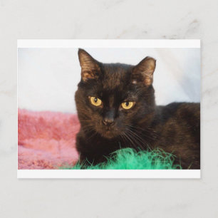 サイモン ポストカード