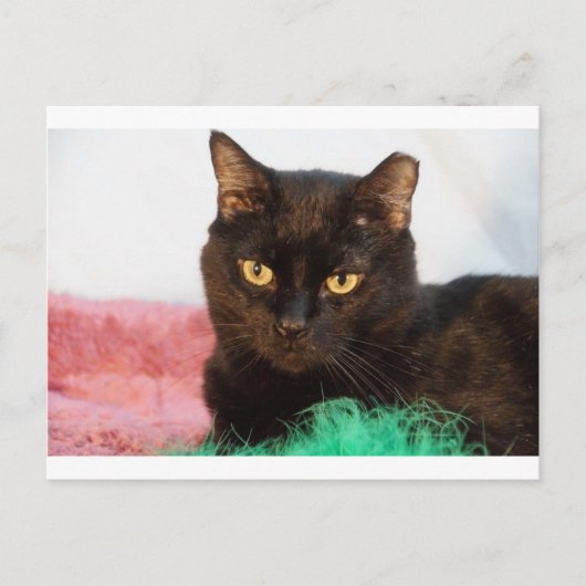 サイモン ポストカード (正面)