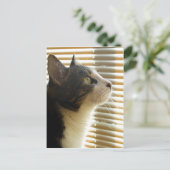 サイラスはがき001 ポストカード