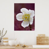 サイン入り ハイポリ ウィンター ローズ アート プリント (キッチン)