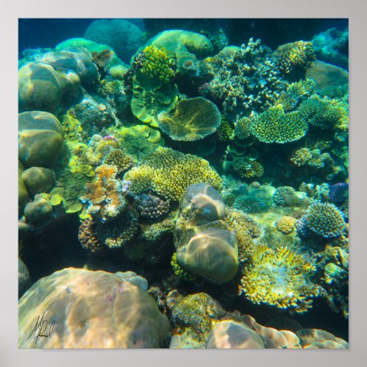 サイン素晴らしバリアリーフサンゴ – #2 ポスター (正面)