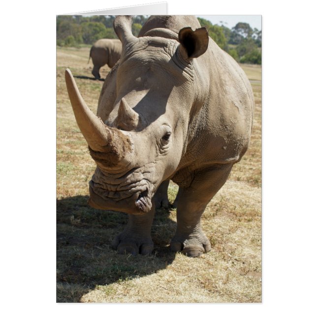 サイ充満 (正面)