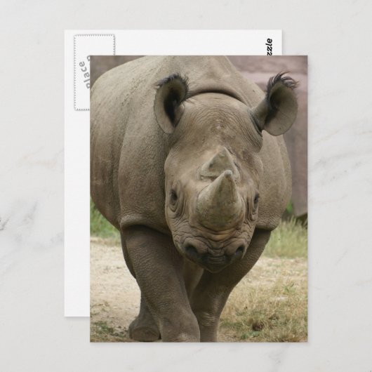 サイ歩く ポストカード (正面/裏面)