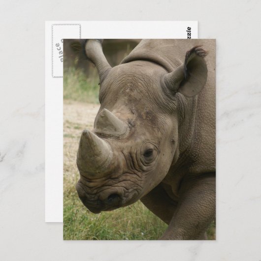 サイ歩く ポストカード (正面/裏面)