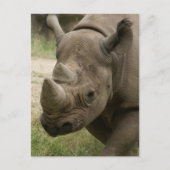 サイ歩く ポストカード (正面)