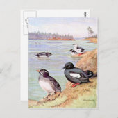 サイ絵画ノチェロス・オキュレットとハト・ウイユ ポストカード (正面/裏面)