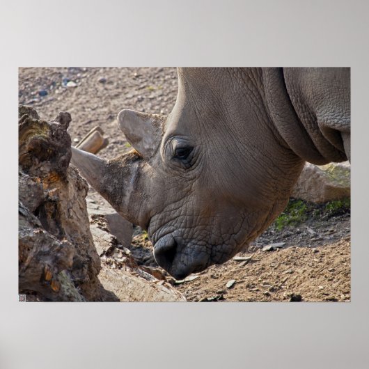 サイ ポスター (正面)