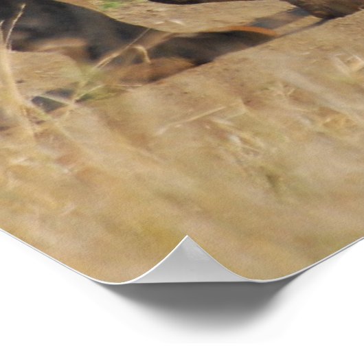 サイ ポスター (角)