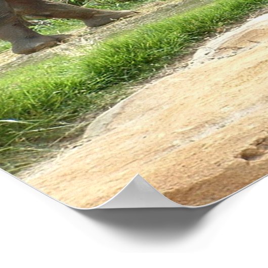 サイ ポスター (角)